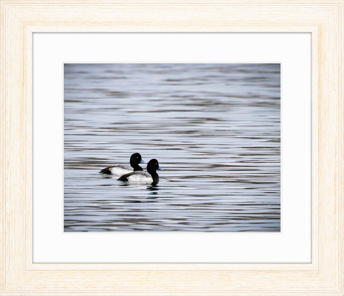 Pair of Blue Bill Drakes #1