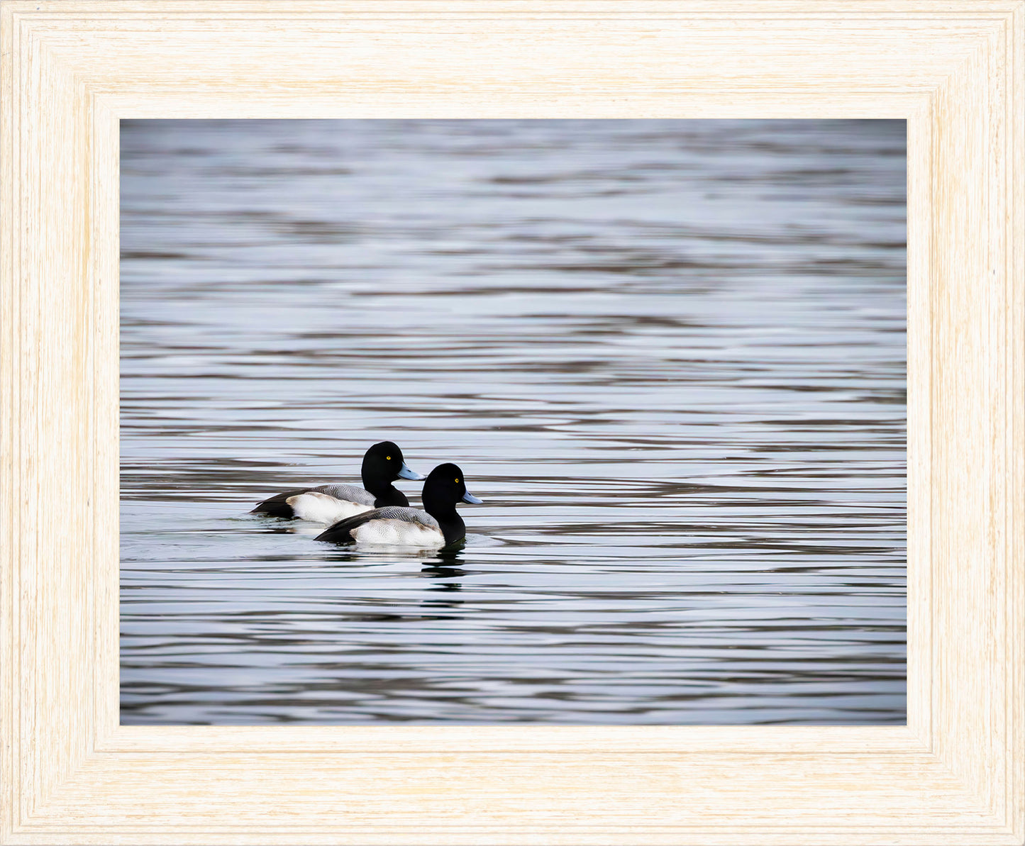 Pair of Blue Bill Drakes #1