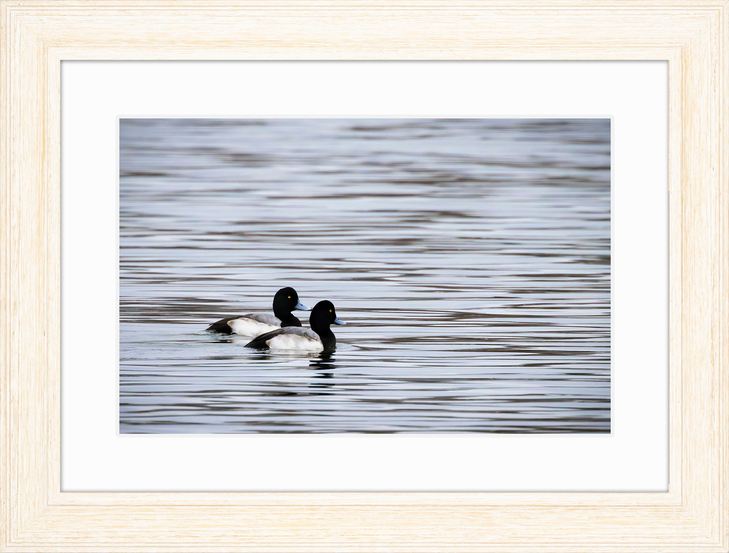 Pair of Blue Bill Drakes #1