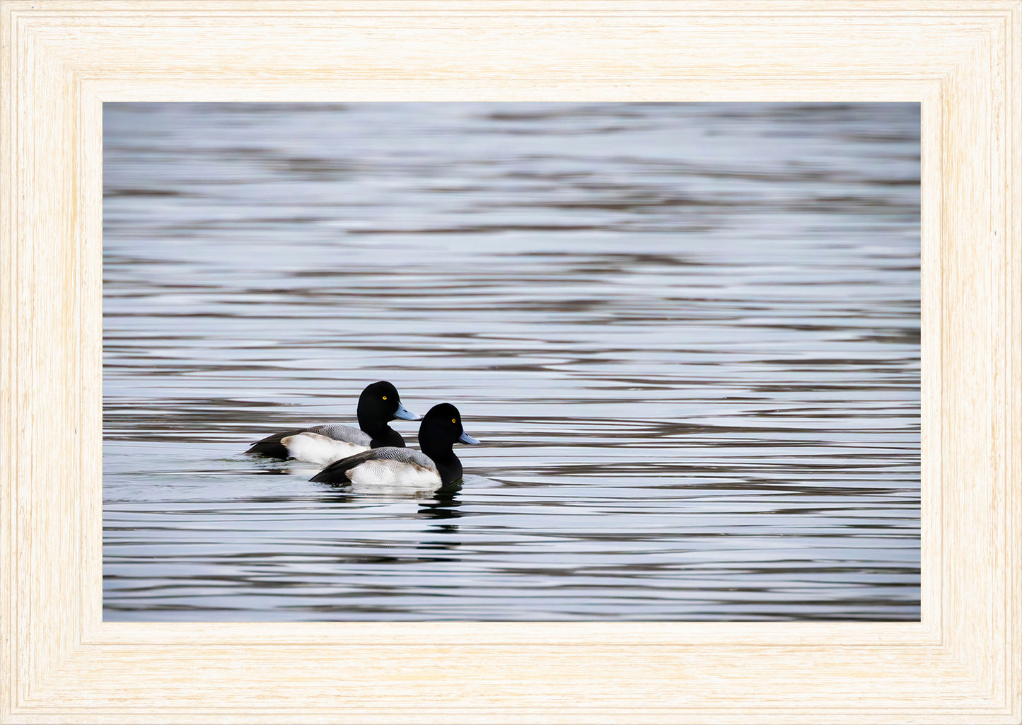 Pair of Blue Bill Drakes #1