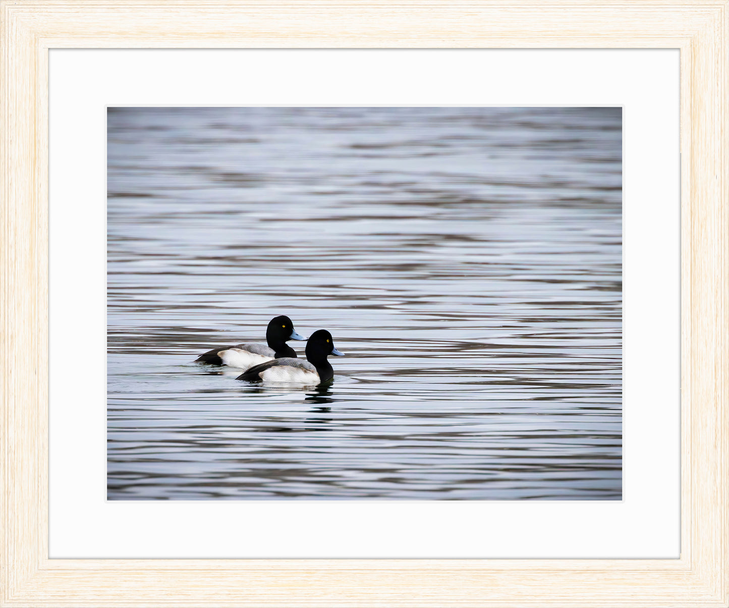 Pair of Blue Bill Drakes #1