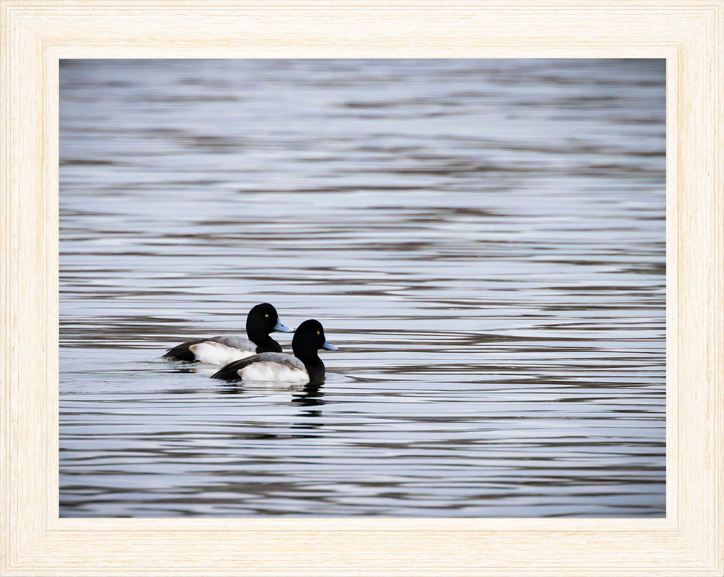 Pair of Blue Bill Drakes #1