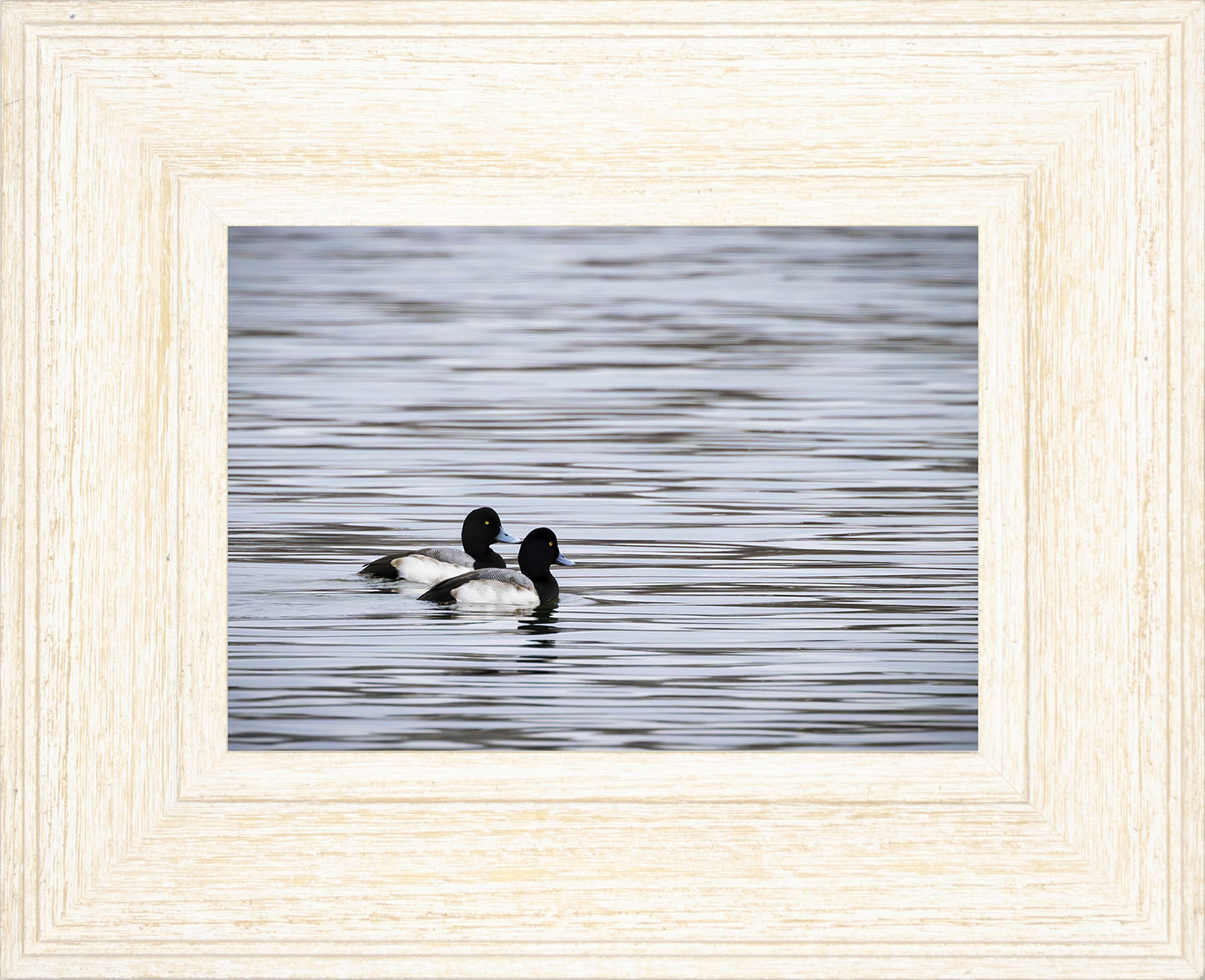 Pair of Blue Bill Drakes #1