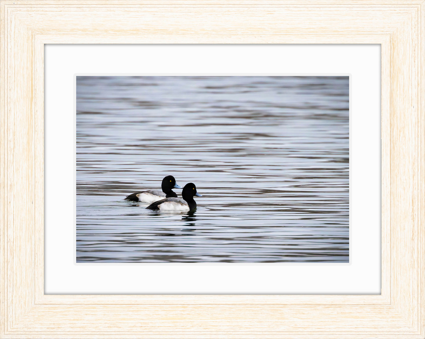 Pair of Blue Bill Drakes #1