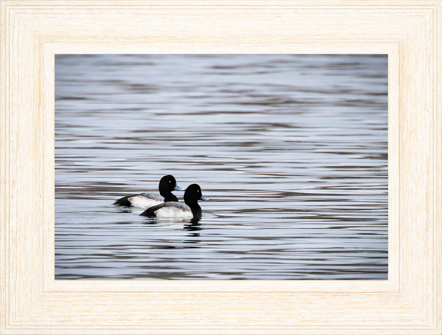 Pair of Blue Bill Drakes #1