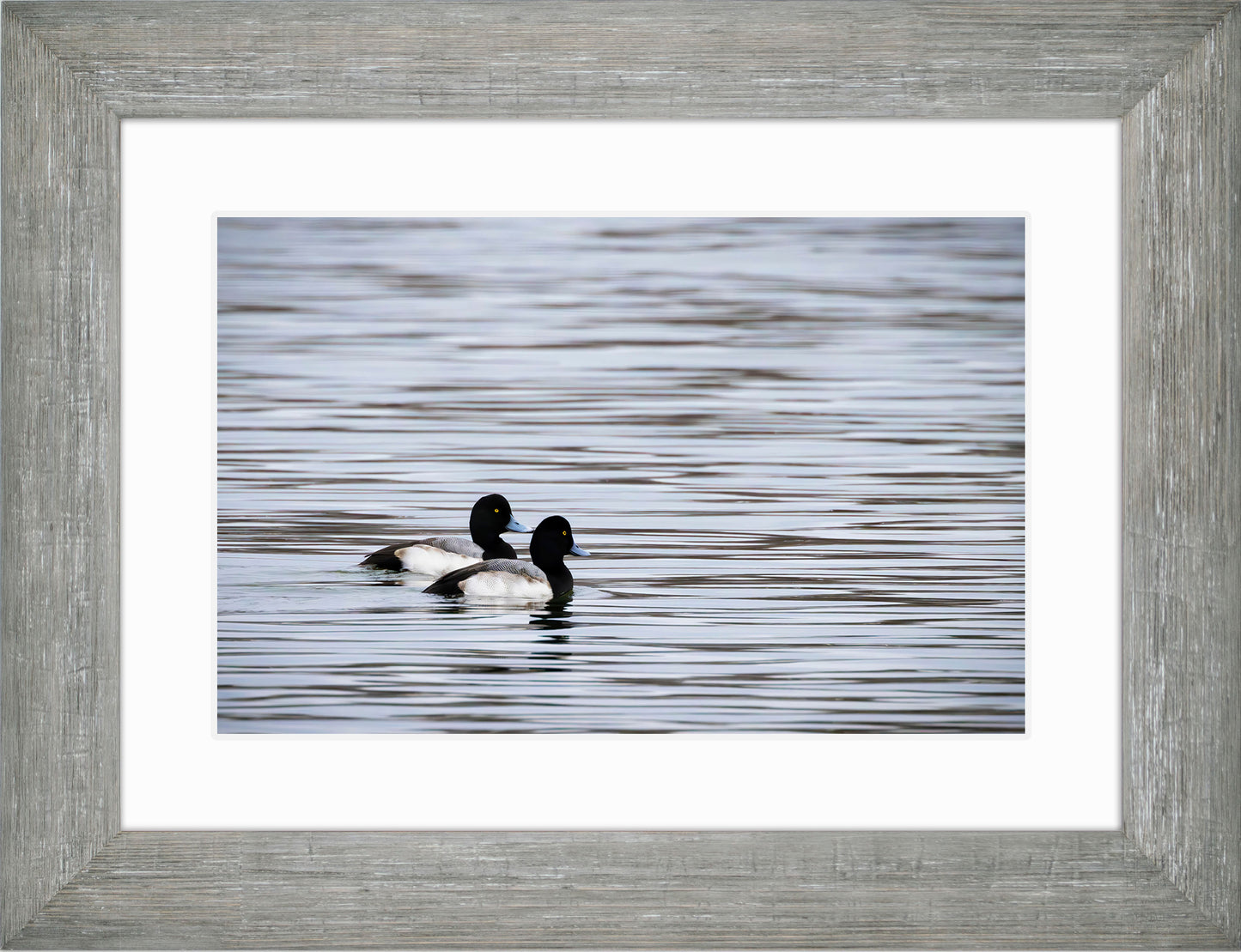 Pair of Blue Bill Drakes #1