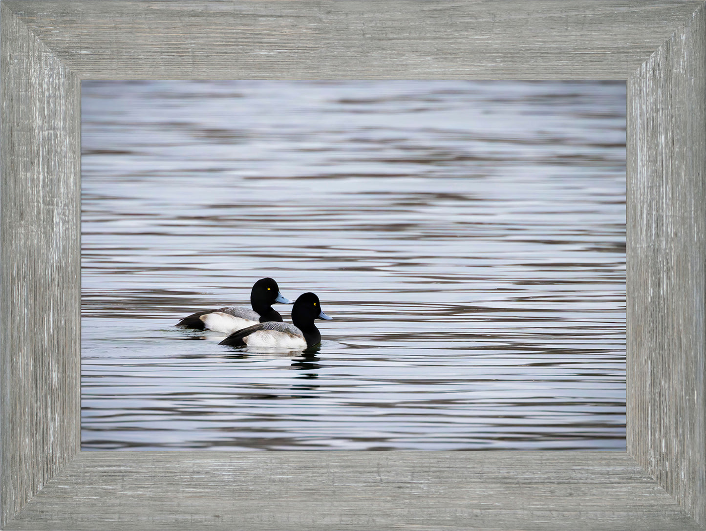 Pair of Blue Bill Drakes #1