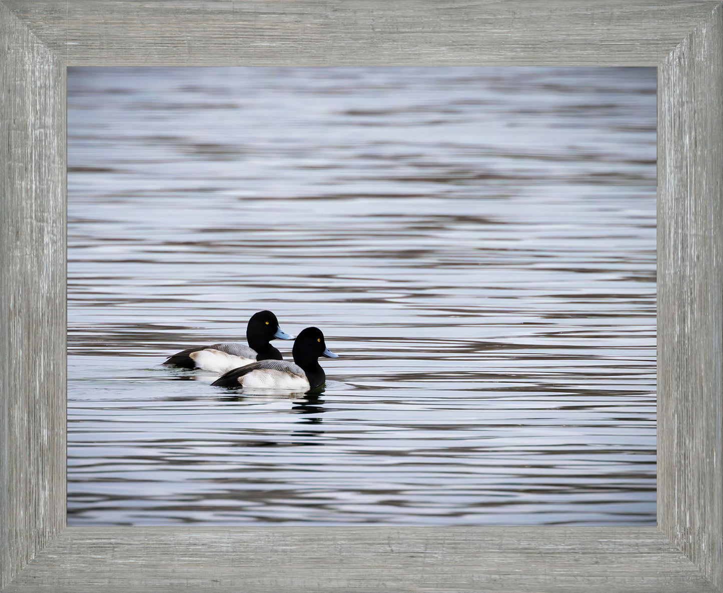 Pair of Blue Bill Drakes #1