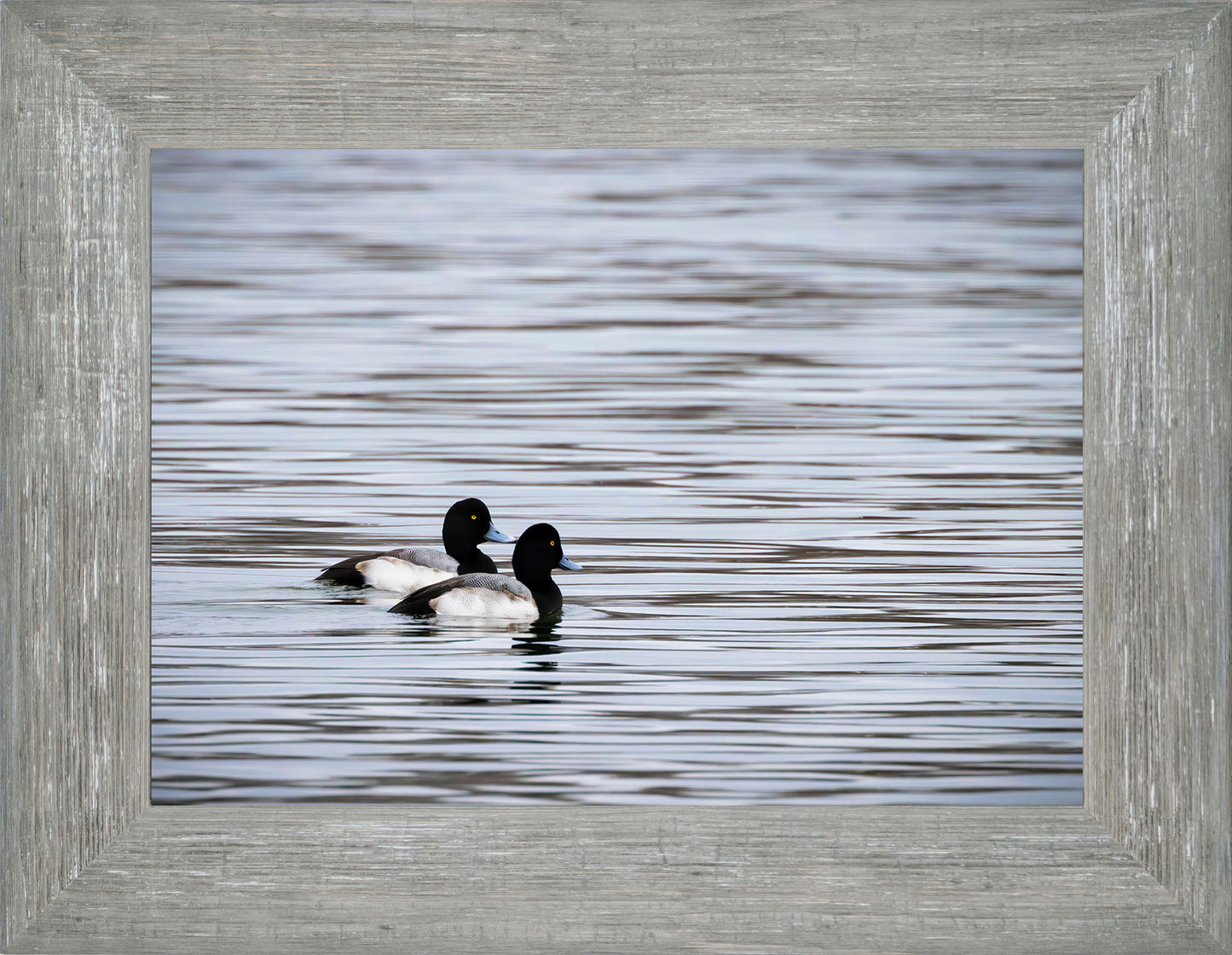 Pair of Blue Bill Drakes #1