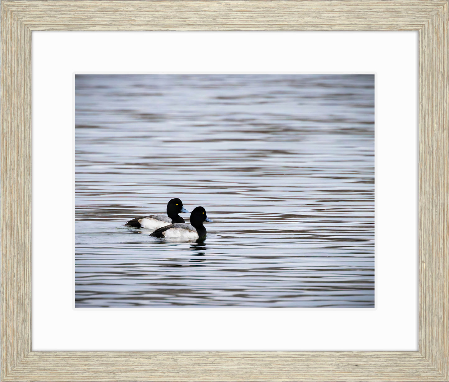 Pair of Blue Bill Drakes #1