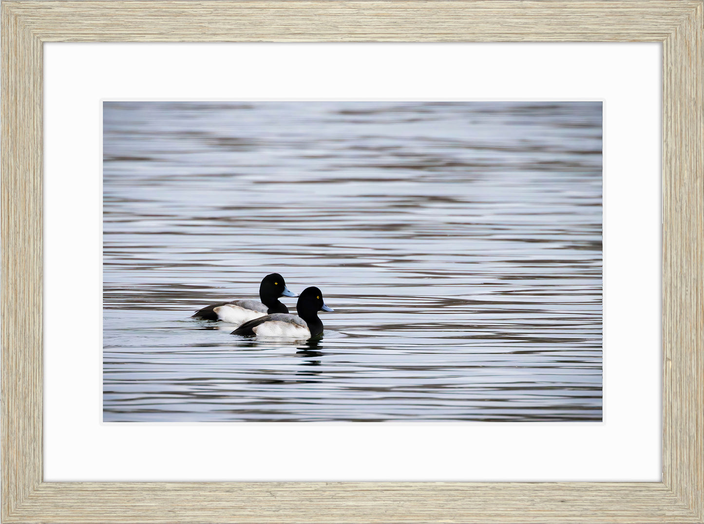 Pair of Blue Bill Drakes #1