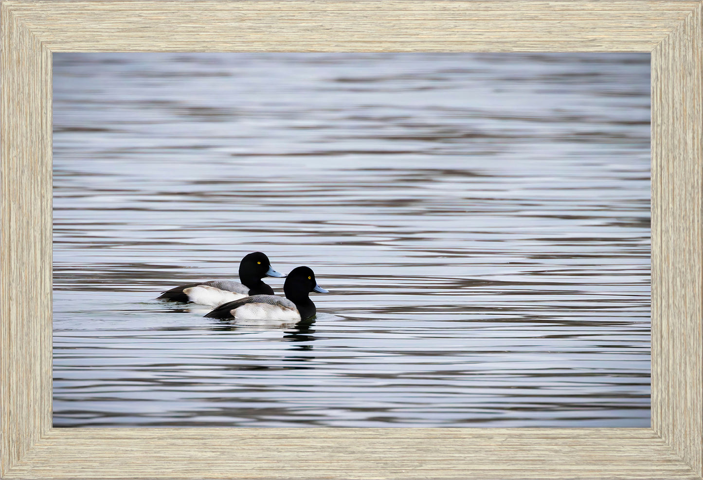 Pair of Blue Bill Drakes #1