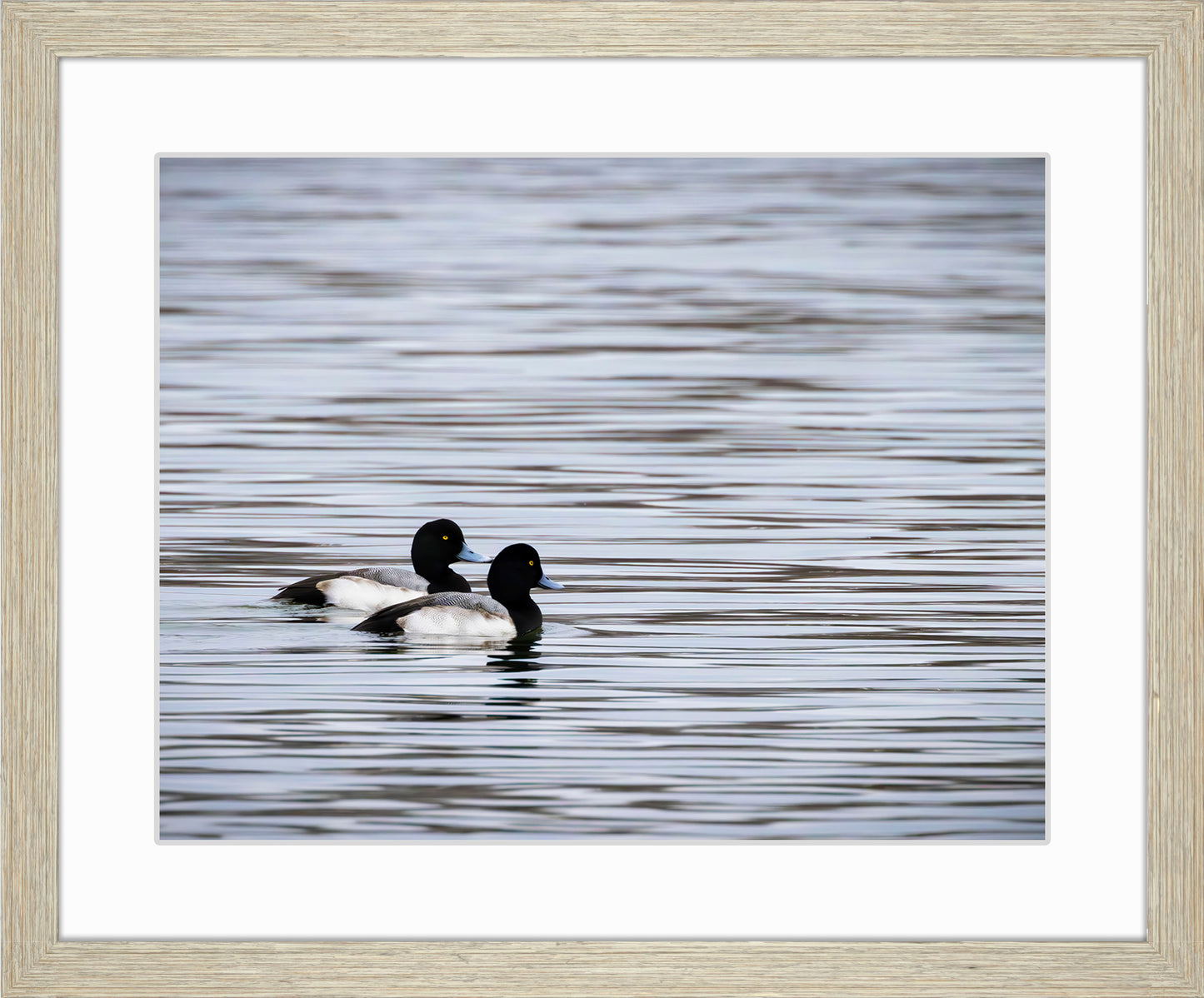Pair of Blue Bill Drakes #1