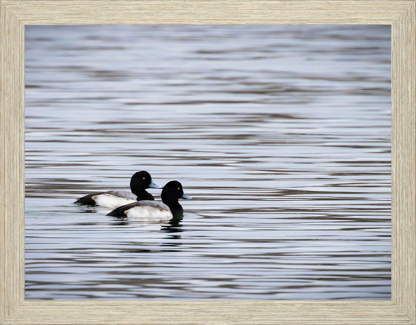 Pair of Blue Bill Drakes #1