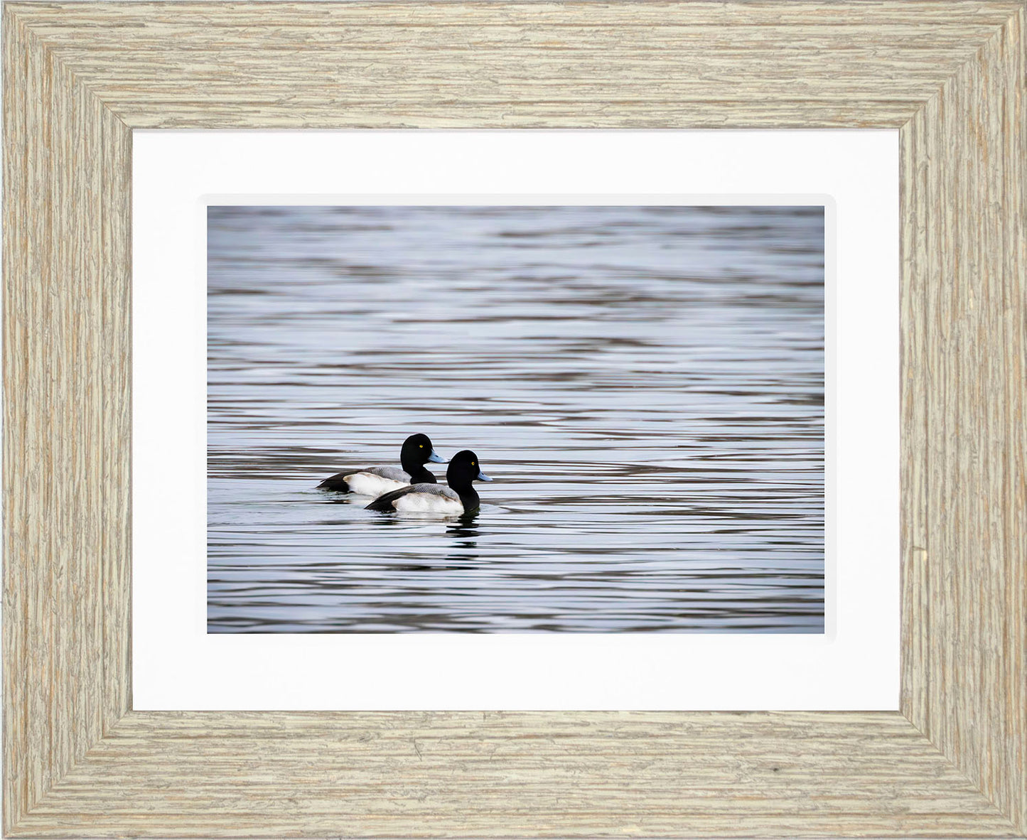 Pair of Blue Bill Drakes #1