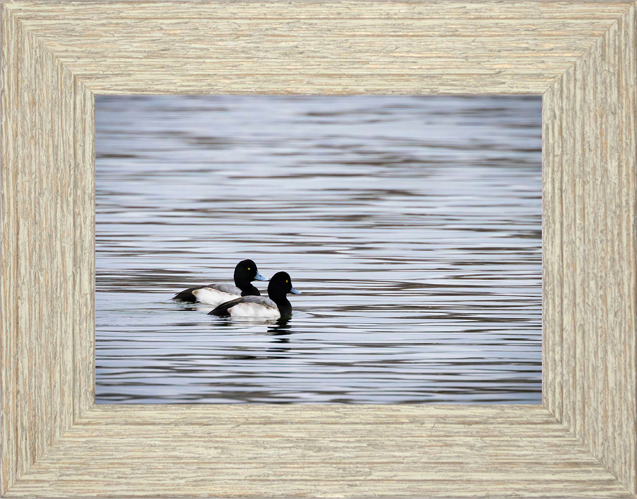 Pair of Blue Bill Drakes #1