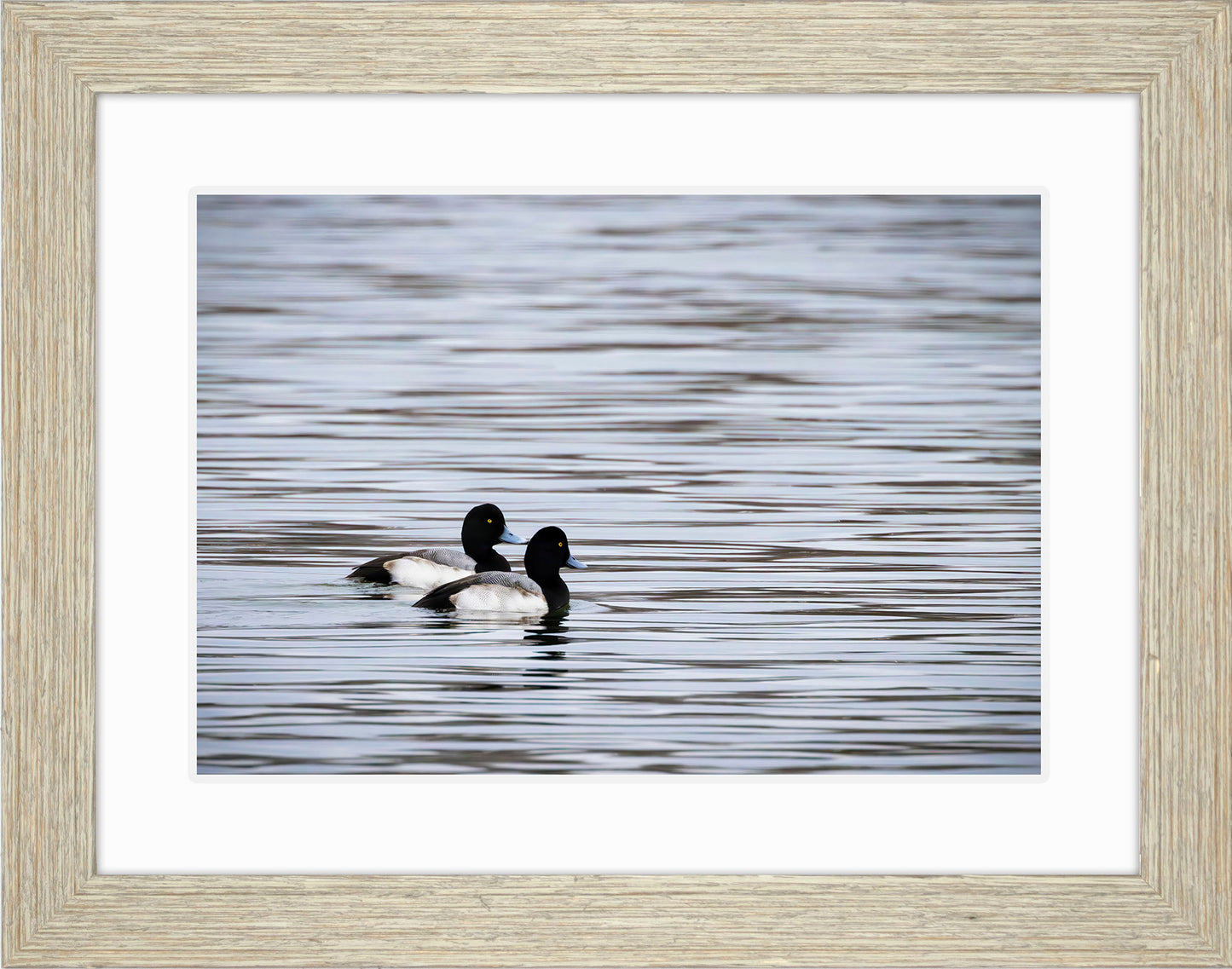 Pair of Blue Bill Drakes #1