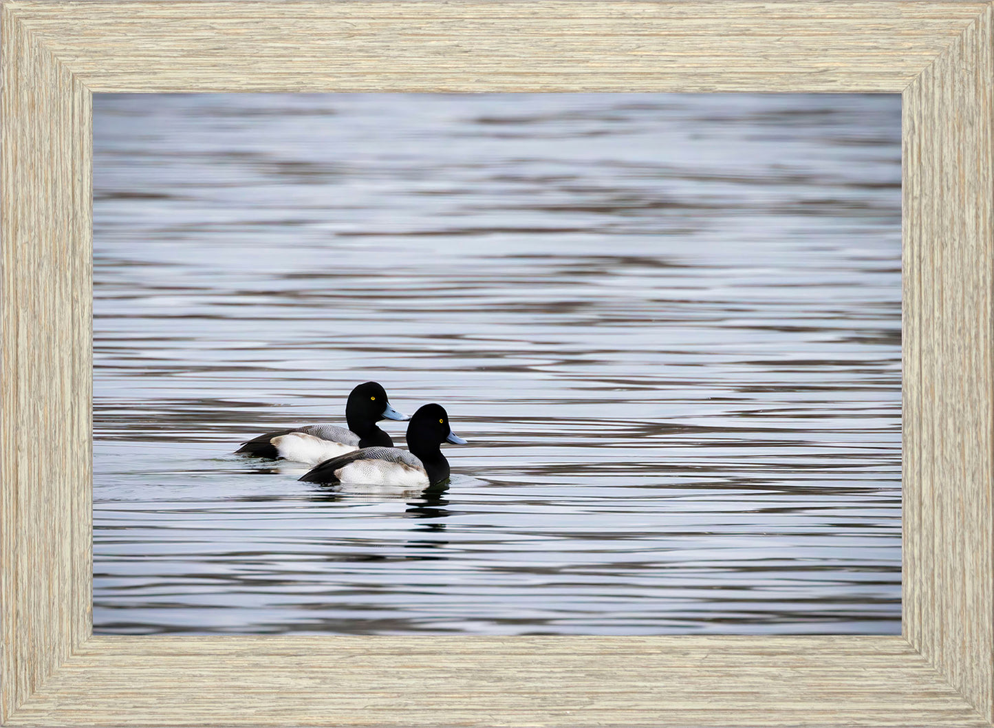 Pair of Blue Bill Drakes #1
