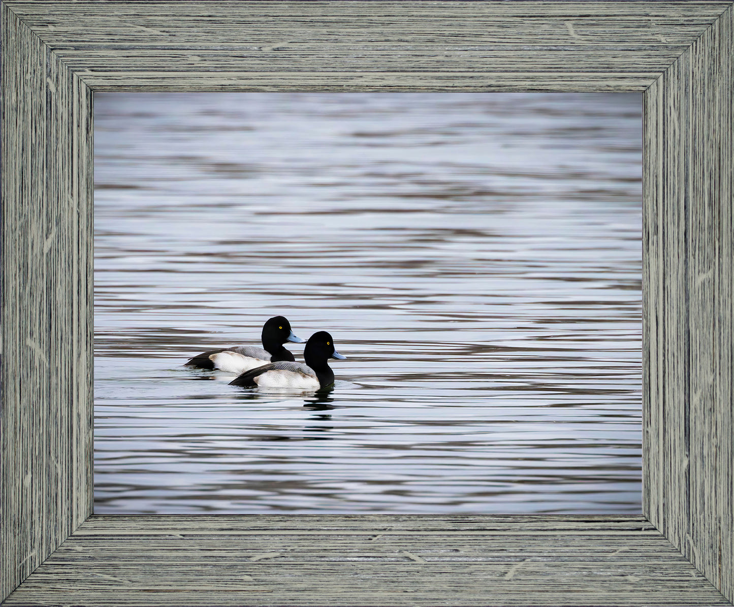 Pair of Blue Bill Drakes #1