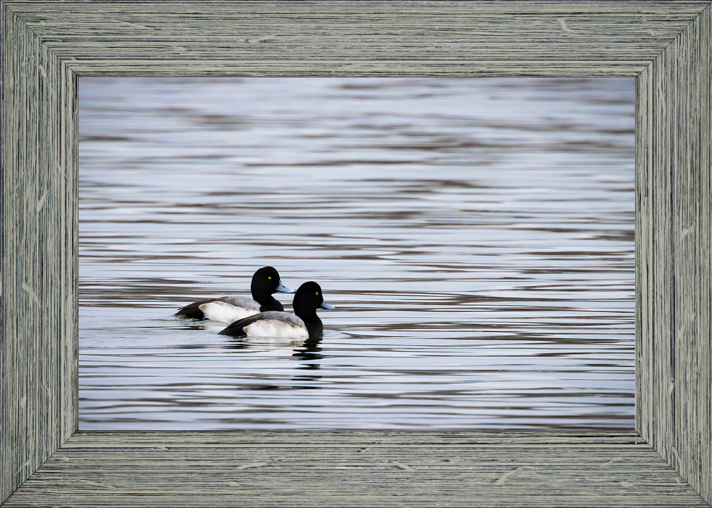Pair of Blue Bill Drakes #1