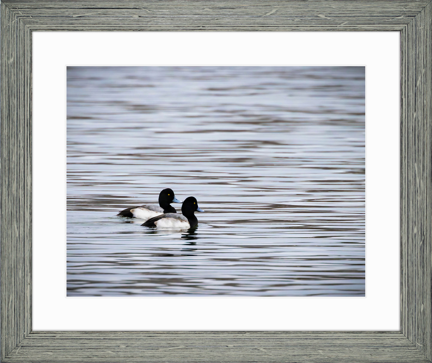 Pair of Blue Bill Drakes #1