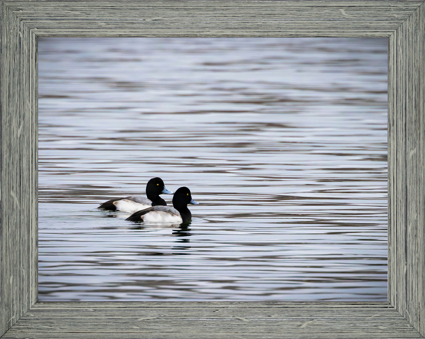 Pair of Blue Bill Drakes #1