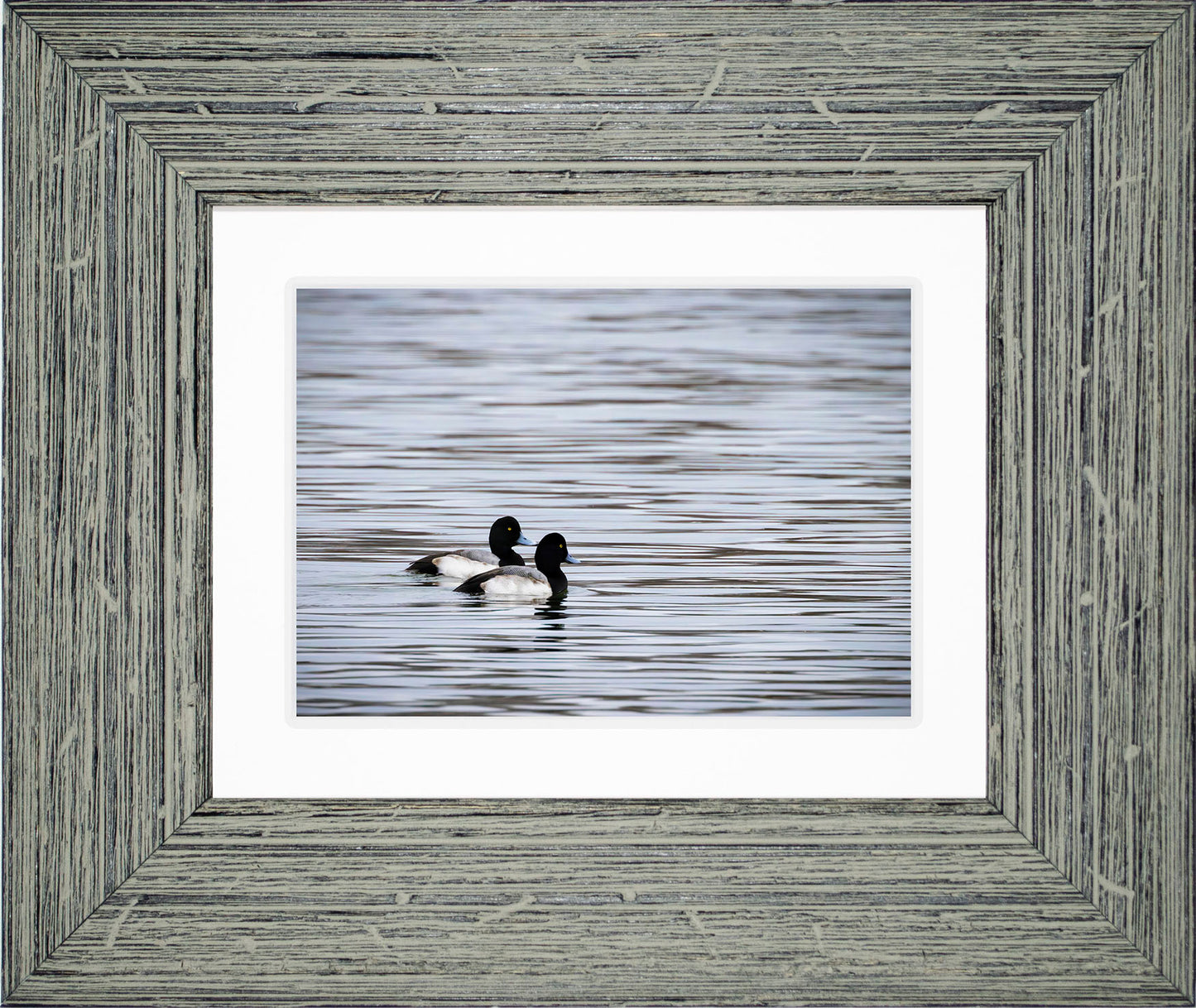 Pair of Blue Bill Drakes #1