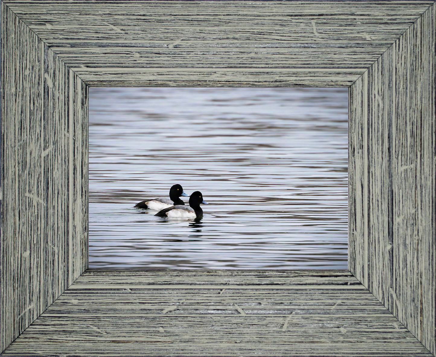 Pair of Blue Bill Drakes #1