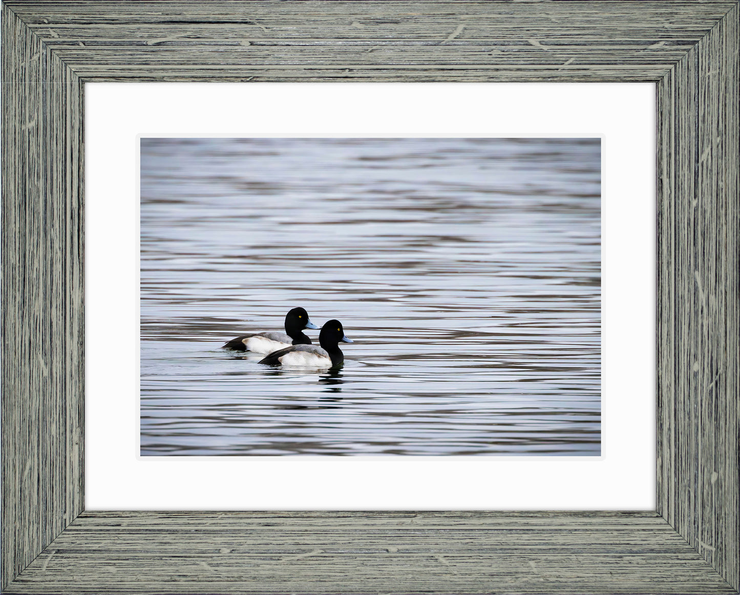 Pair of Blue Bill Drakes #1