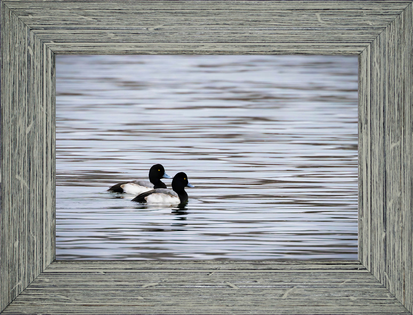 Pair of Blue Bill Drakes #1