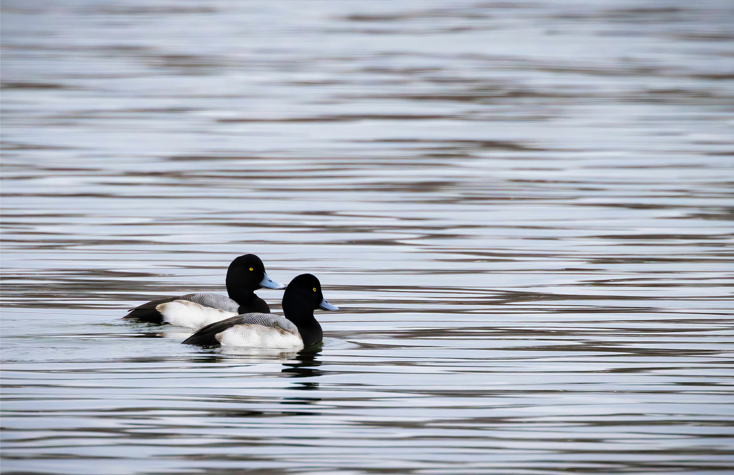 Pair of Blue Bill Drakes #1
