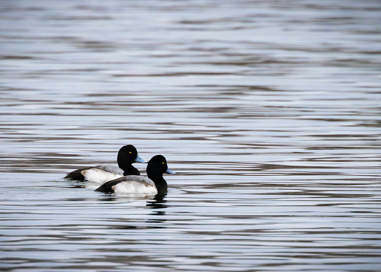 Pair of Blue Bill Drakes #1