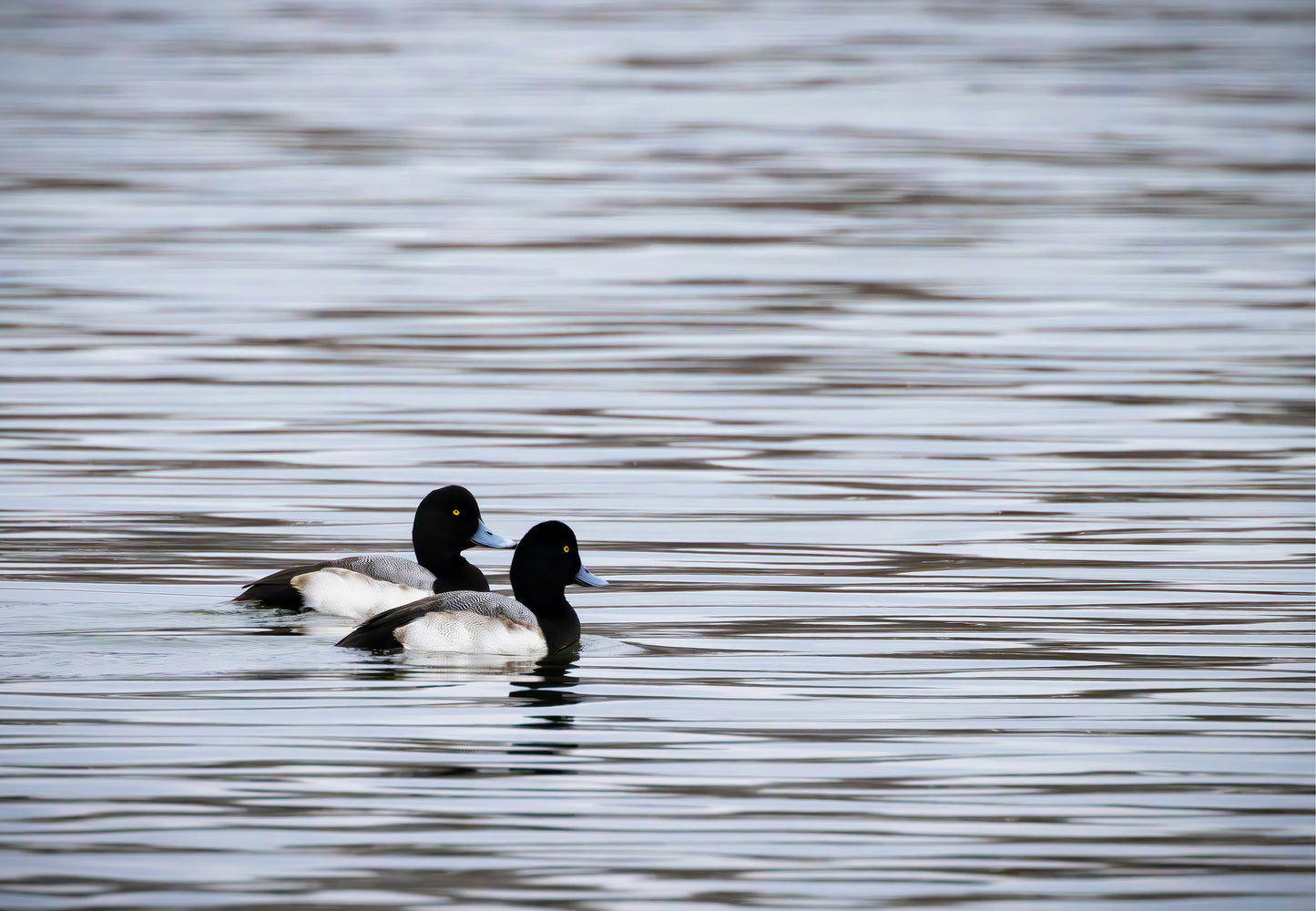 Pair of Blue Bill Drakes #1