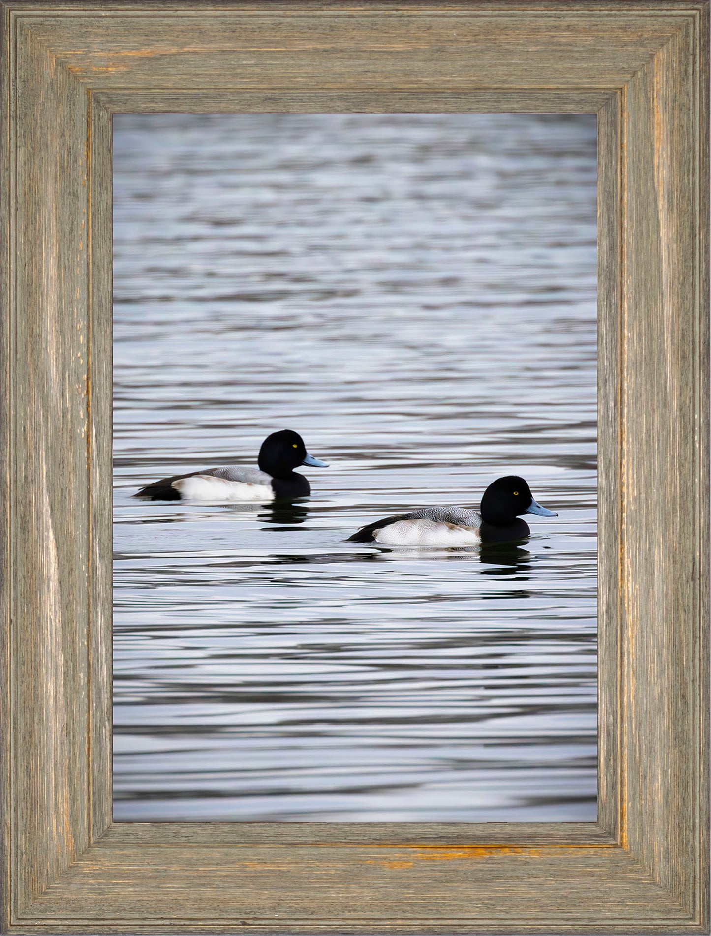 Pair of Blue Bill Drakes #2