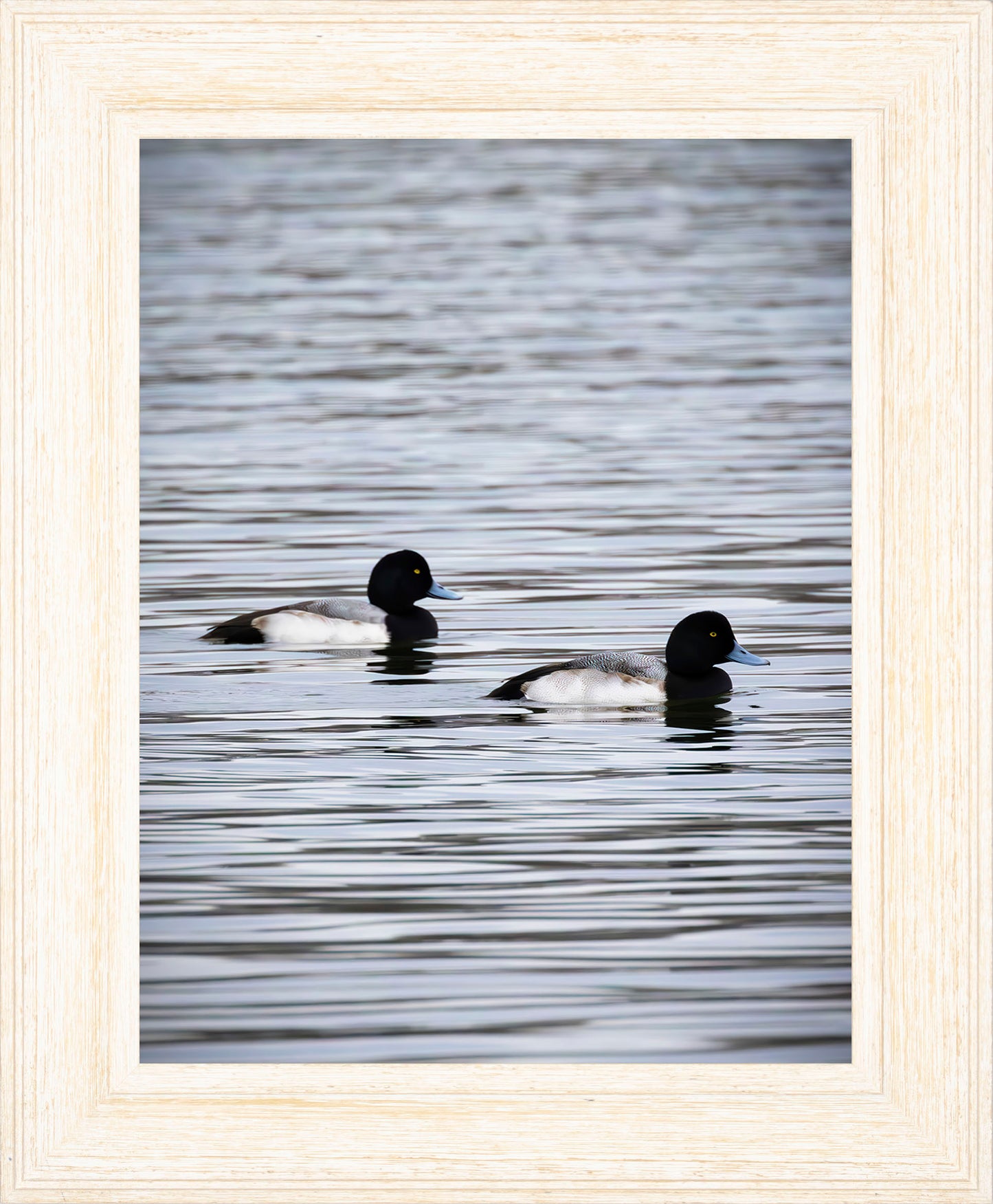 Pair of Blue Bill Drakes #2