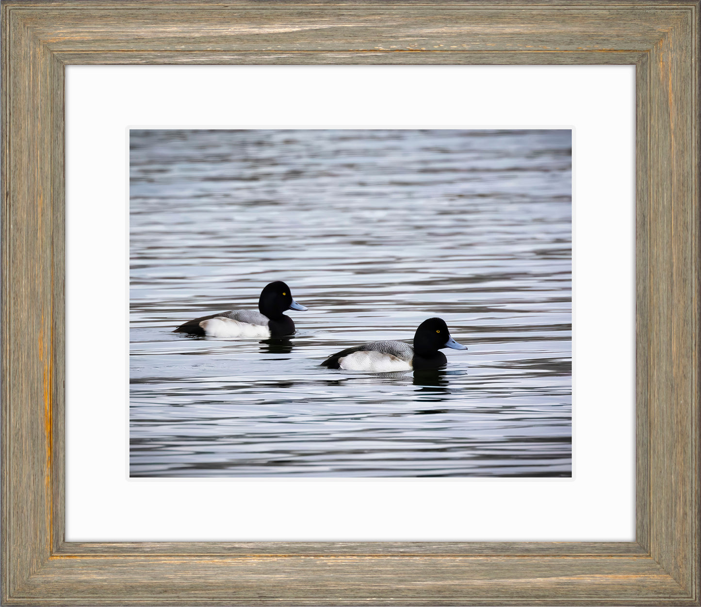 Pair of Blue Bill Drakes #3