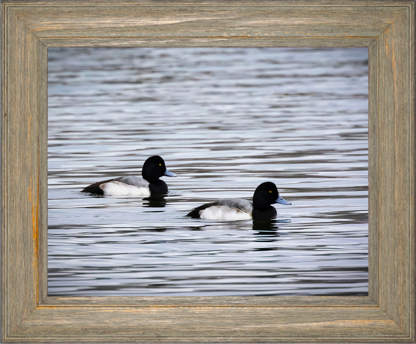 Pair of Blue Bill Drakes #3