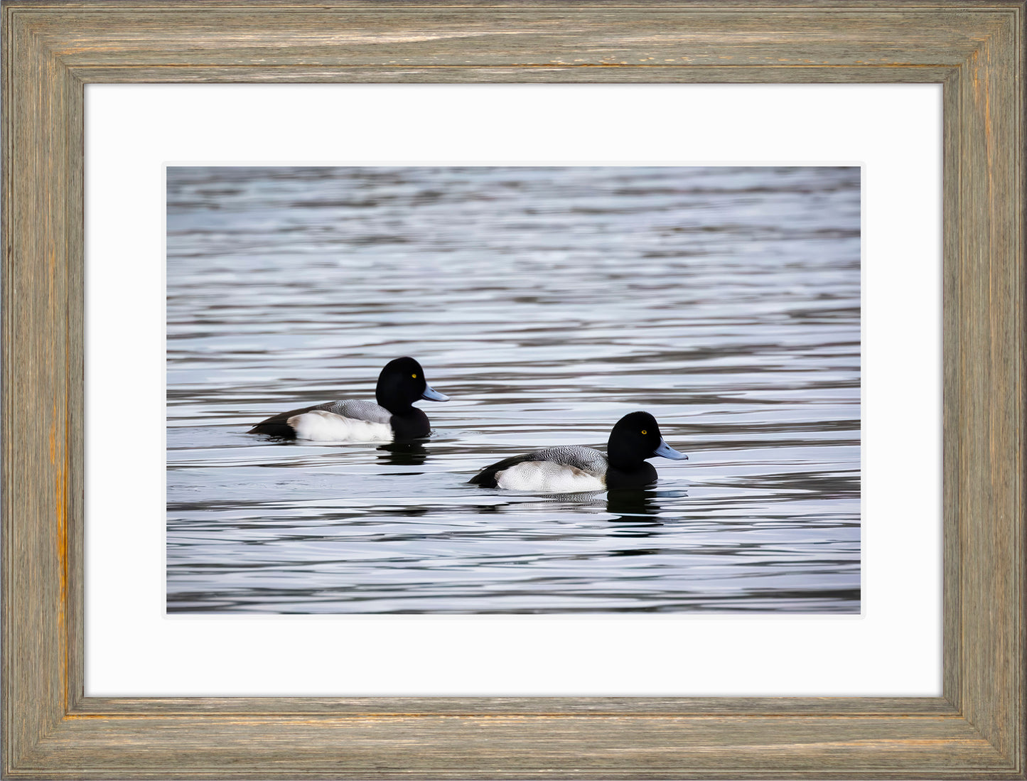 Pair of Blue Bill Drakes #3