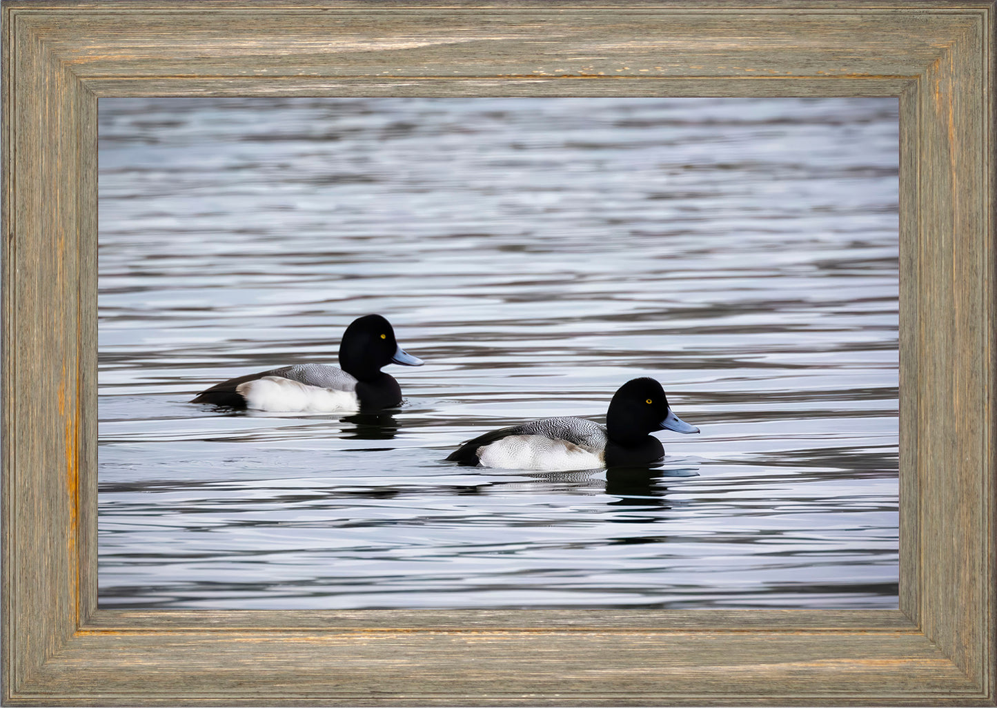 Pair of Blue Bill Drakes #3