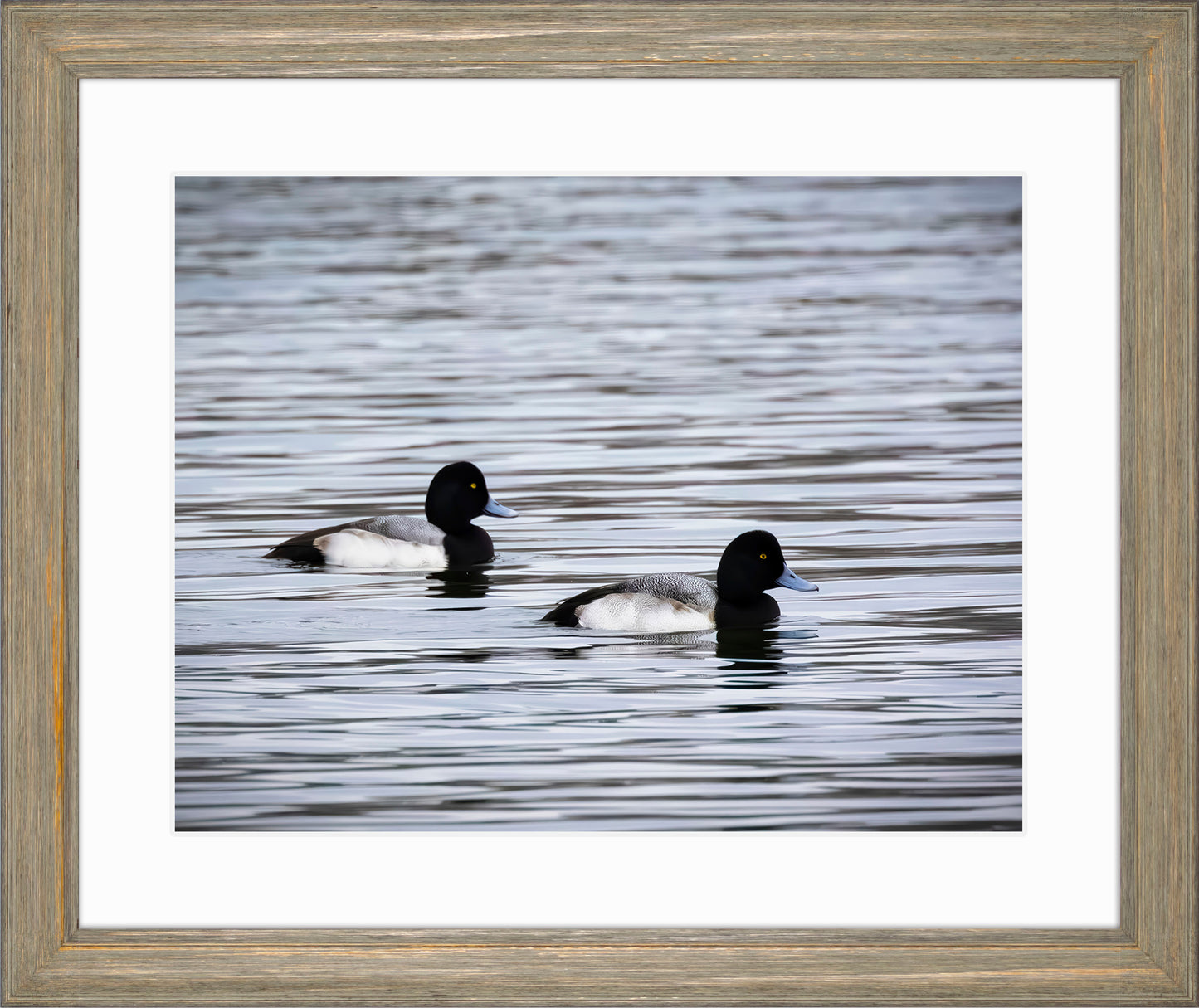 Pair of Blue Bill Drakes #3