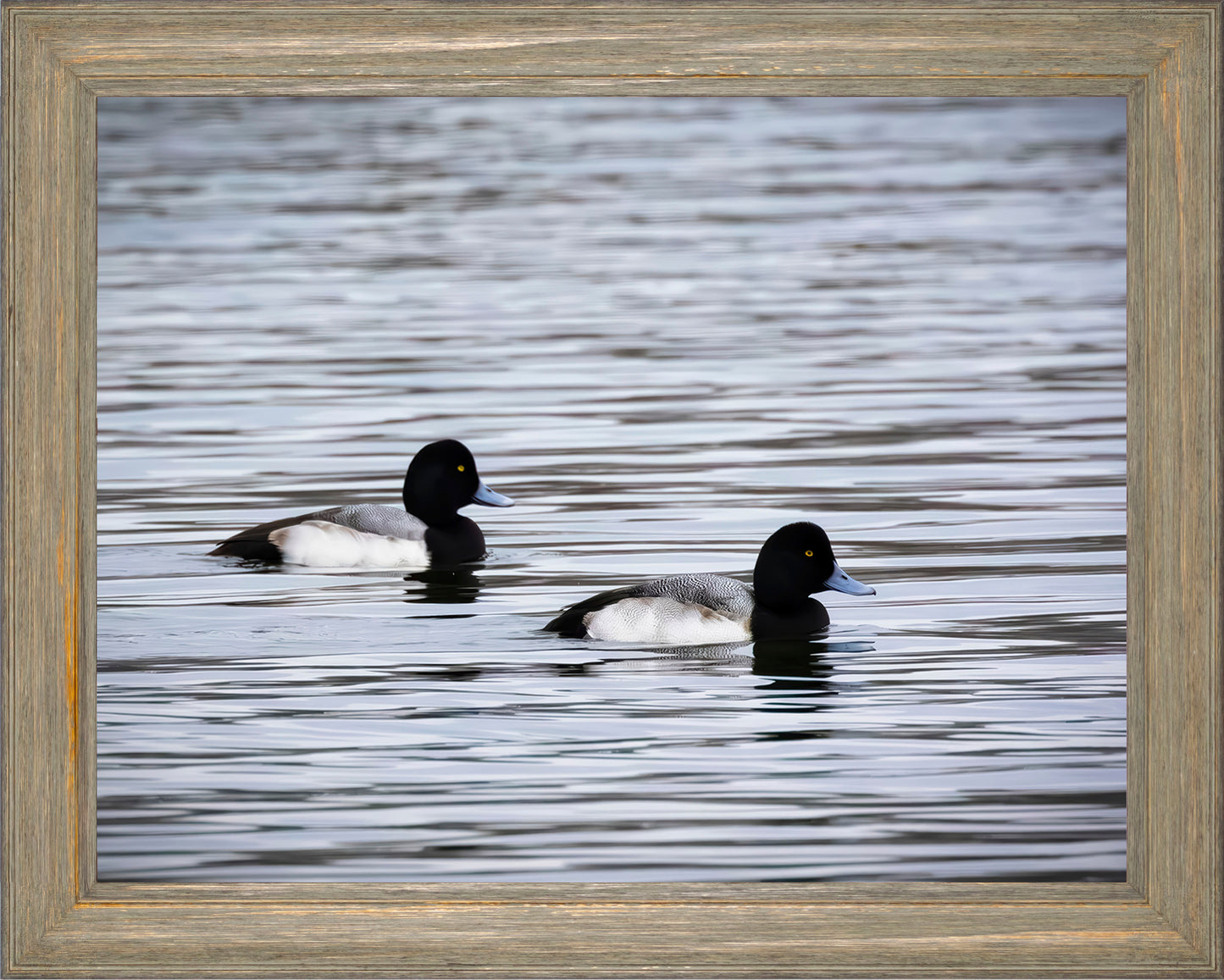 Pair of Blue Bill Drakes #3