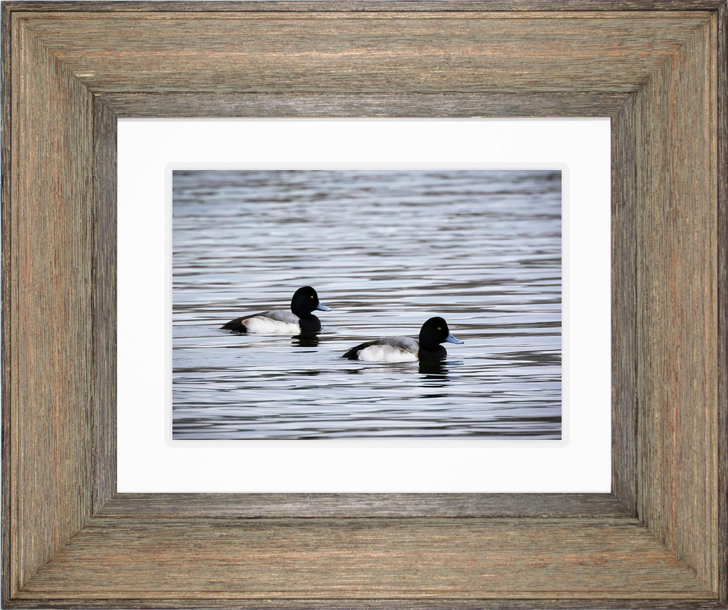 Pair of Blue Bill Drakes #3