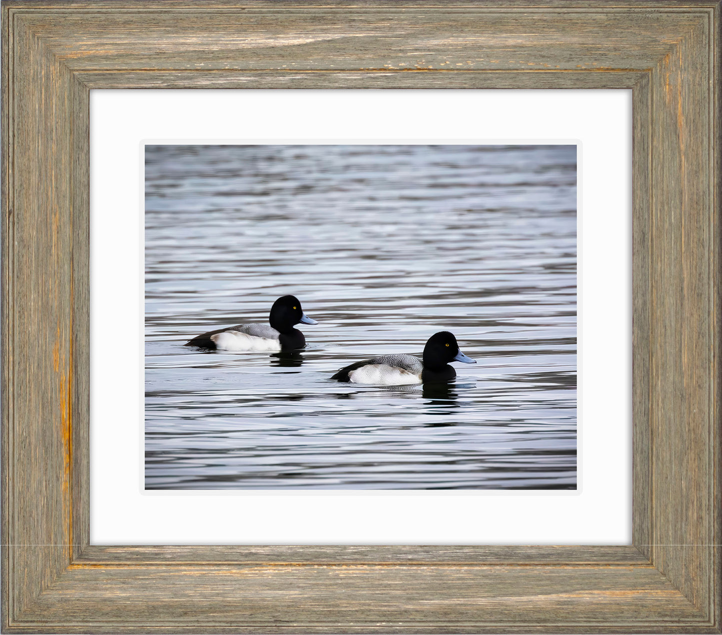 Pair of Blue Bill Drakes #3