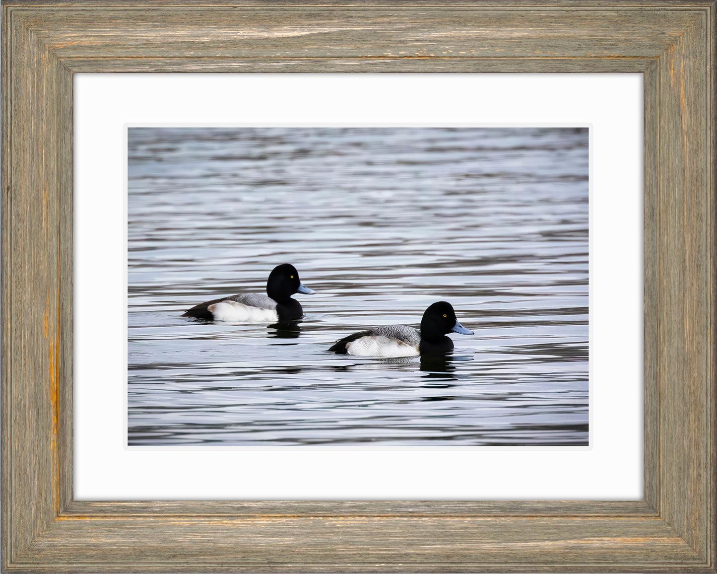 Pair of Blue Bill Drakes #3
