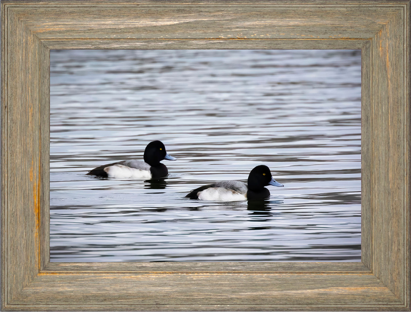Pair of Blue Bill Drakes #3