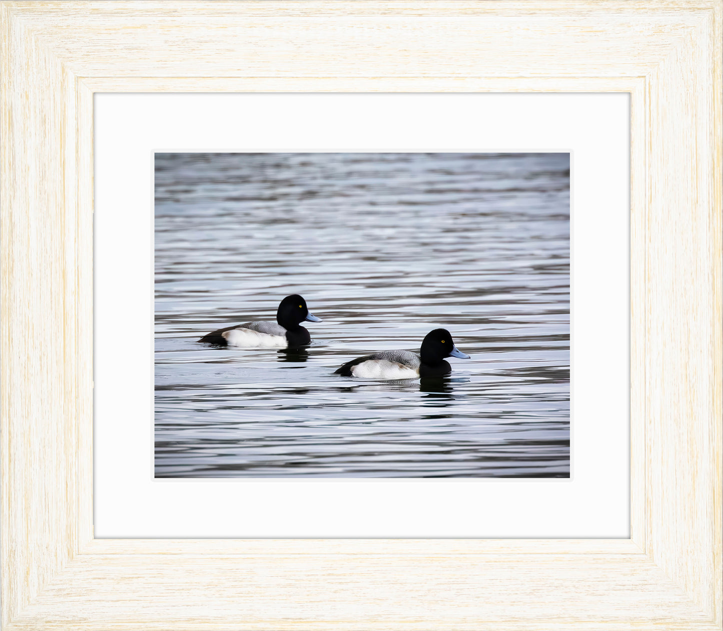 Pair of Blue Bill Drakes #3