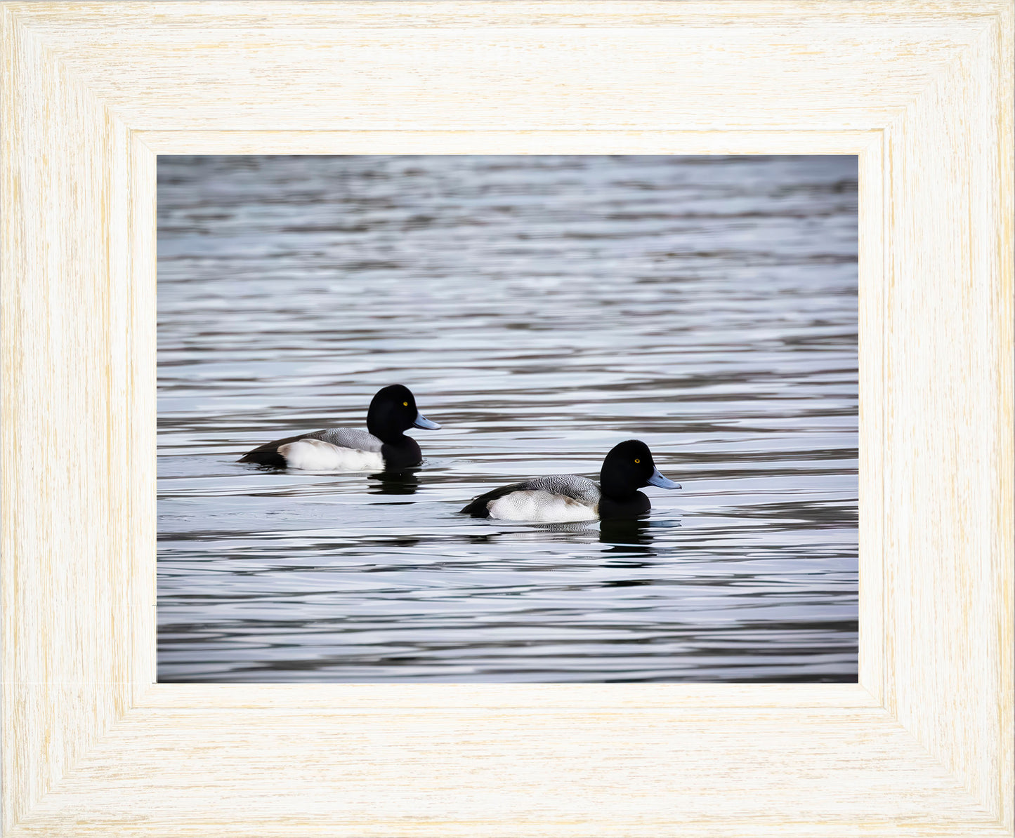 Pair of Blue Bill Drakes #3