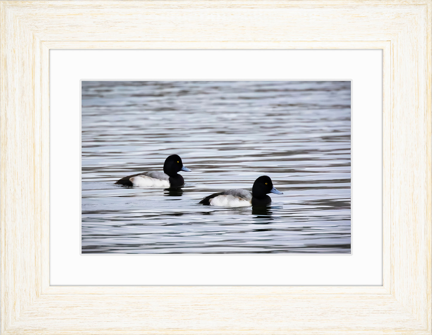 Pair of Blue Bill Drakes #3