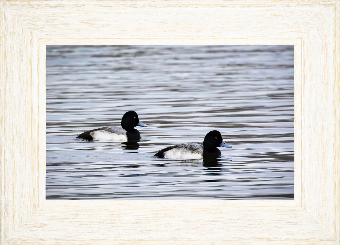 Pair of Blue Bill Drakes #3