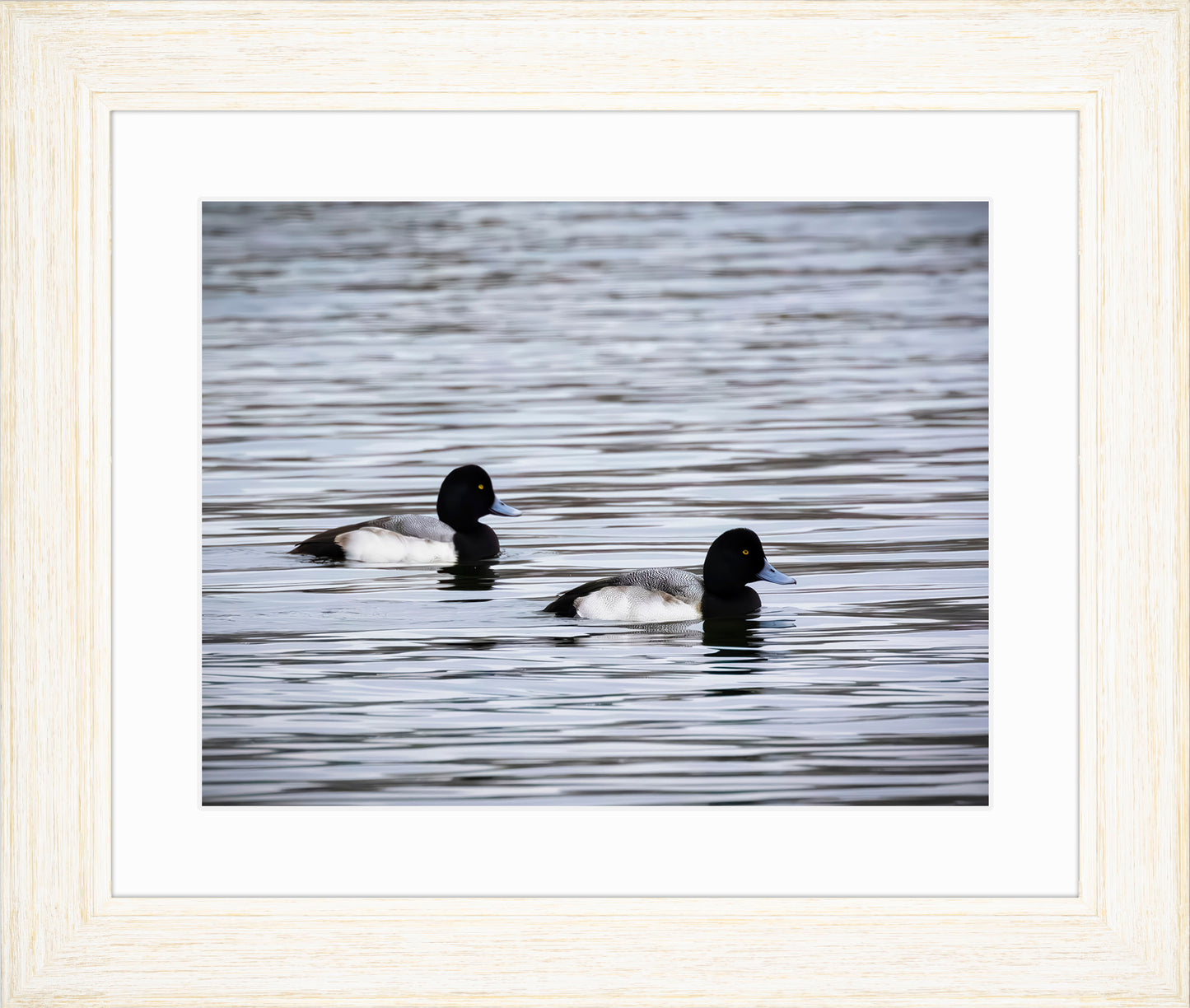 Pair of Blue Bill Drakes #3